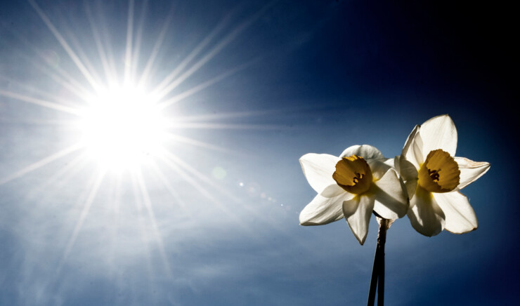 Sol på blå himmel bag blomst